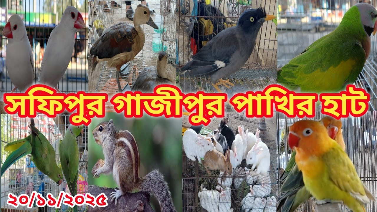 ঐতিহ্যবাহী গাজীপুর সফিপুর পাখির হাট || tiya pakhi sofipur pakhir hat || Bird market || sofipur hat