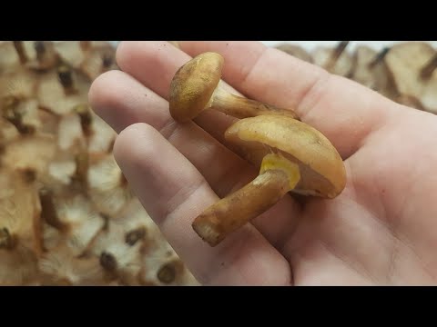 Как обработать грибы опята после сбора