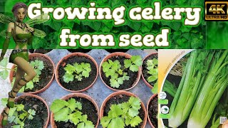 Growing Celery from Seed