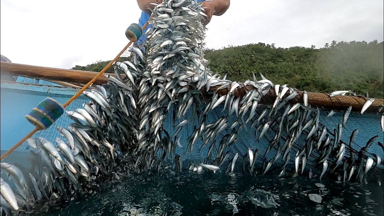 Jackpot ang mga  kabarangay  ko, subrang daming huli.