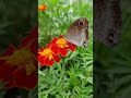 #Buttarfly #on#the#flower #shorts #youtubeshorts #viralshorts #reels #reel #trending #nature #hindi