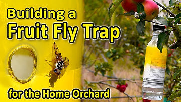 An effective Fruit Fly Trap for the Home Orchard | Reducing Medfly damage in Apples and other fruits