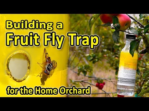 Video: Fruit Flies Of Citrus Trees - Lær om Sitrusfluekontroll