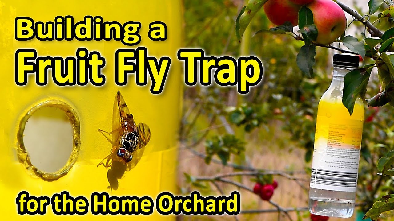 An effective Fruit Fly Trap for the Home Orchard  Reducing Medfly damage  in Apples and other fruits 