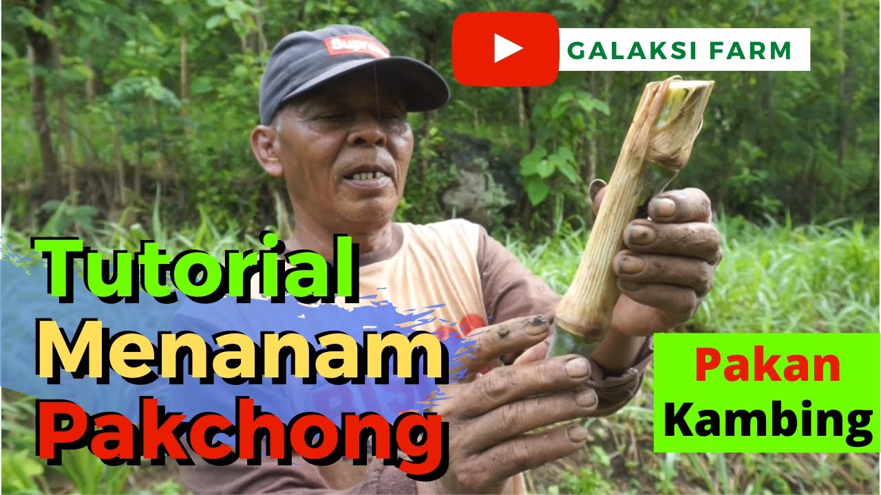 Ini Dia Cara Menanam Rumput Pakchong Tinggi Protein Lebih dari Odod