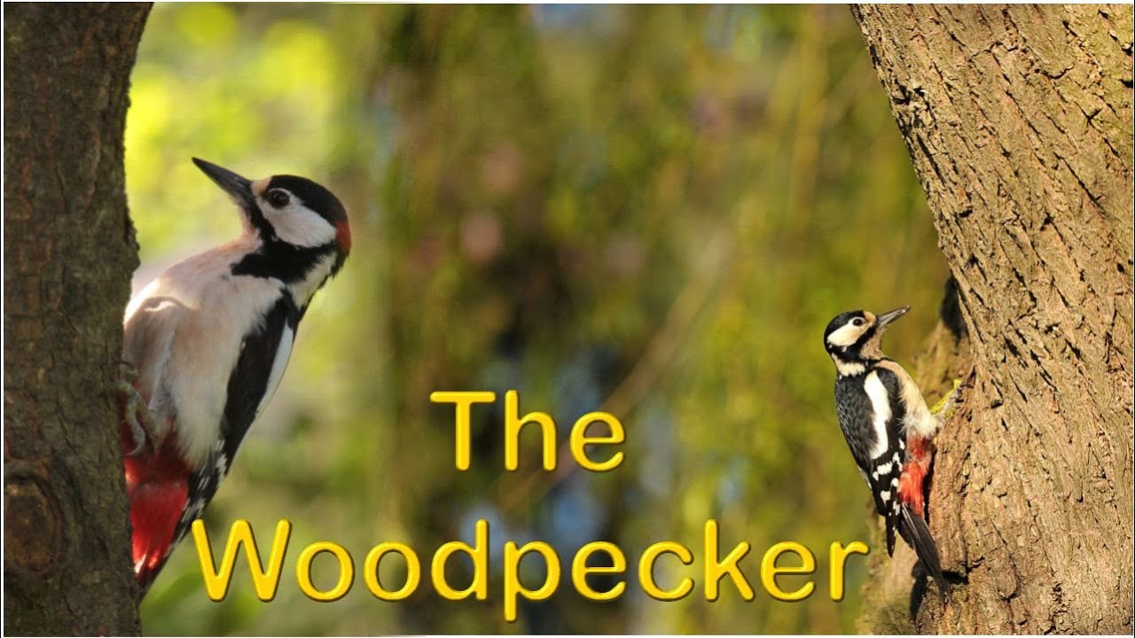 The Woodpecker Woody Woodpecker Woodpeckers the World Woodpecker