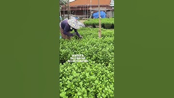 Hoa Cúc Giống Khánh Hòa A NHÀN Pha Lê Đại Đóa Mầm Hàng Loại 1 Hàng Xuất Mỹ Tân Nam Định 30/8/2025 ÂL