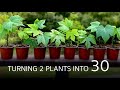 How to go from zero to 30 chaya plants in just 3 months