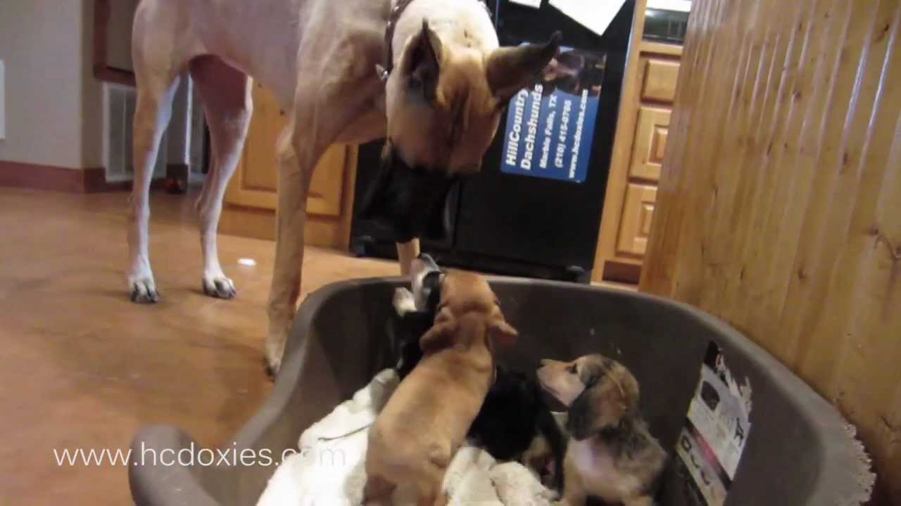 great dane dachshund mix puppies