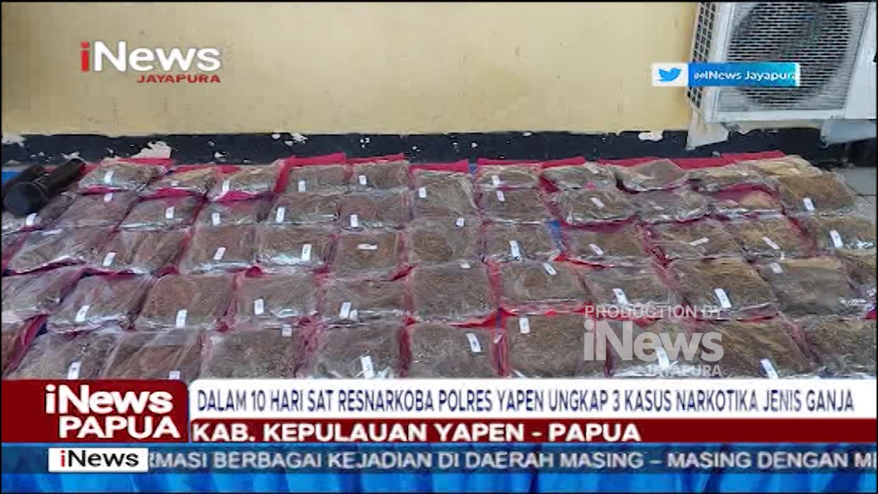I NEWS PAPUA - DALAM 10 HARI SAT RESNARKOBA POLRES YAPEN UNGKAP 3 KASUS NARKOTIKA JENIS GANJA