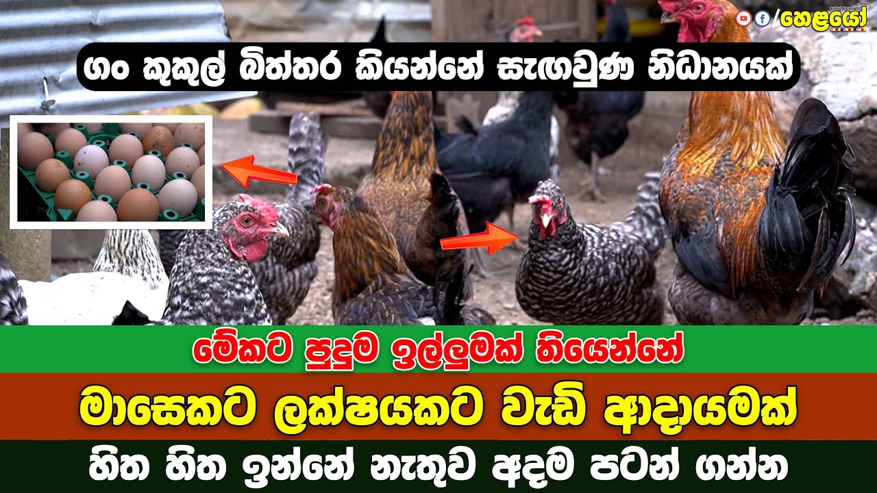 How to start a poultry farm in 2024 - ගං කුකුල් බිත්තර කියන්නේ සැඟවුණ ...
