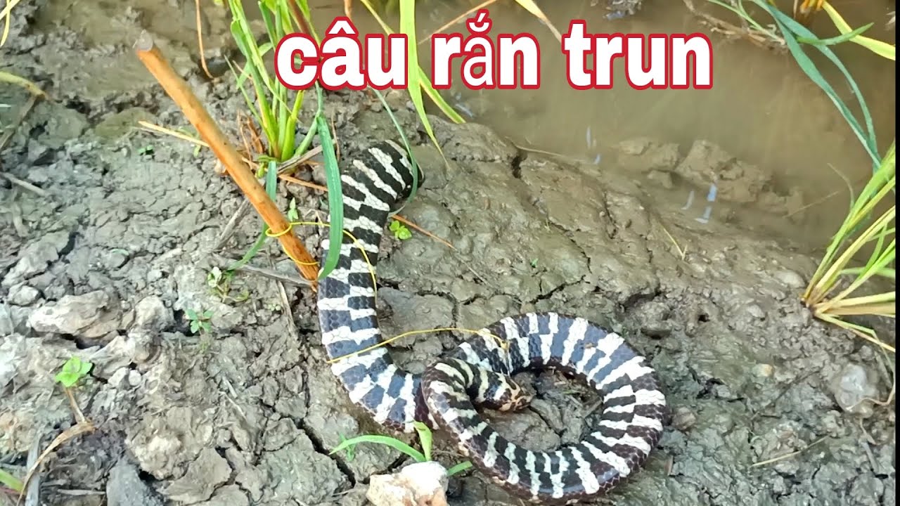 Cắm câu rắn trun,, dính kiểu này mới đã nè - YouTube