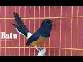 Suara Ngeplong Murai Batu Muda Hutan Ternyata Ampuh Untuk Pancing Murai Bakalan Mp3 - Mp4 Download
