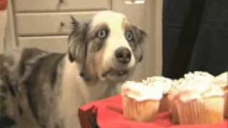 ww2 dog.wmv