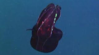 7 Amazing Bioluminescent Deep Ocean Creatures Found by ROVs