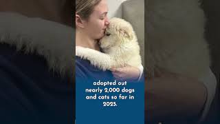 Nearly 2,000 Pets Adopted at Companions Animal Center in 2025 #RescuePets