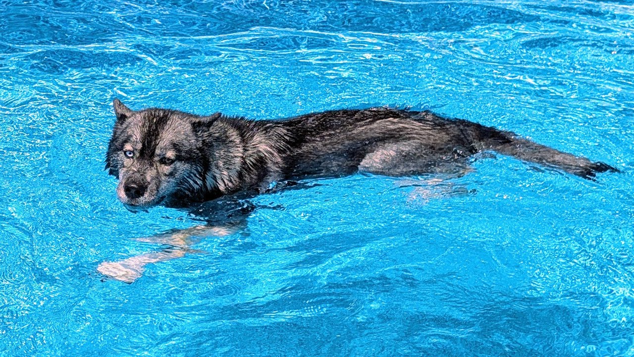 My Dogs JUMPS In The Swimming Pool Full of SAND!