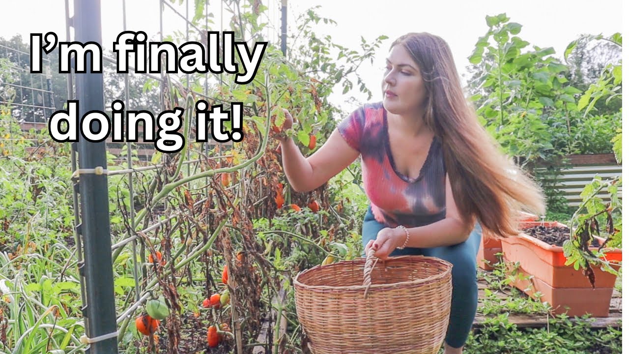 Big tomato harvest & canning tomato sauce with it! Homesteading comes