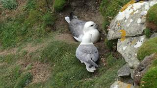 Shetland 2018 - Sumburgh Head