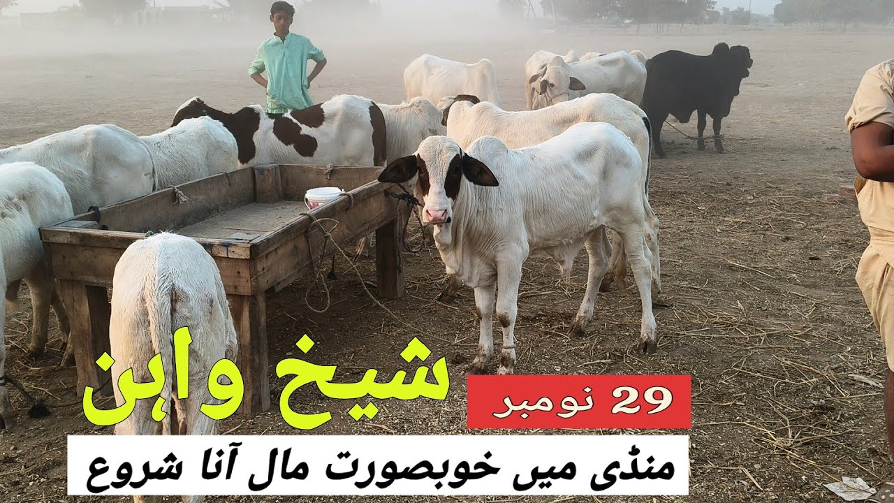 Sheikhwan Mandi Ma Khubsorat Mall Ana Start 29 November | 