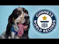 Longest Tongue On A Dog - Guinness World Records