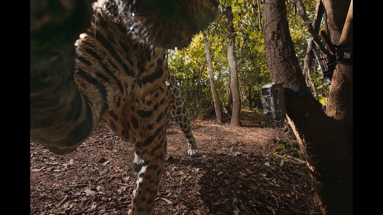 JAGUAR CAMERA TRAP GRID HIGHLIGHTS OF 2025!