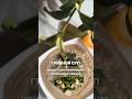 Грибной суп-пюре из шиитаке и вешенок 🌱 с цветной капустой
