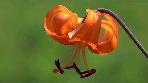 سورة البقرة بصوت القارئ عبد الفتاح بركات