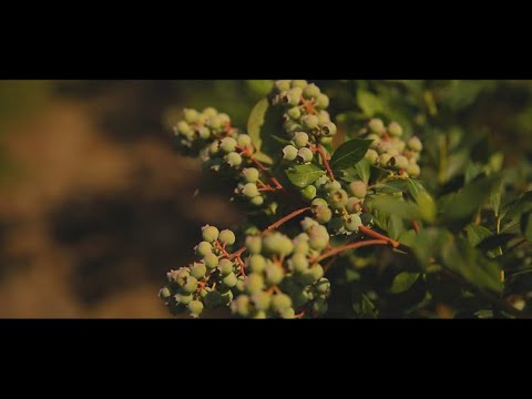 ვიდეო: ბაღის მოცვი - მზარდი საიდუმლოებები