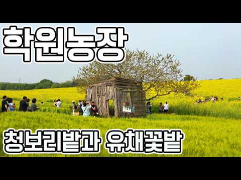 고창, 학원농장 / 무조건 인생샷 건지는 고창여행 필수코스, 푸른 청보리밭과 노란 유채꽃의 역대급 조화! feat. CLOVA Dubbing