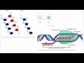 Dna transcription