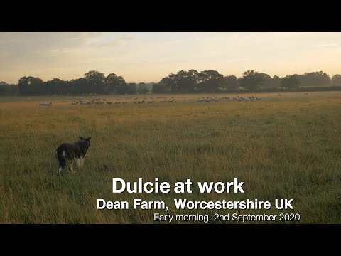 Border collie sheepdog