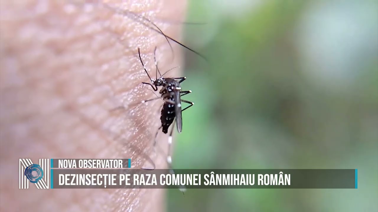 Dezinsecție pe raza comunei Sânmihaiu Român 