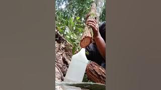 AKAR BENJAKA KALIMANTAN UTARA