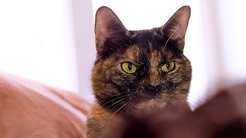 Cute Cat Goes Crazy on Cat Nip