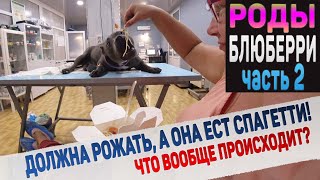 Собака рожает в ветеринарной клинике. Часть 2.