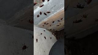 #cockroach #insects #scary #horror #viralvideo #shorts