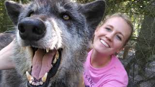 Owner Dumped Wolfdog At Kill Shelter When He Got Too Much To Handle