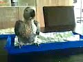 kennis met coco 1.3gp