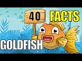 Goldfish Facts | 40 Fun Facts About Goldfish | Amazing Facts About Goldfish | Goldfish Fun Facts