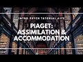 Cognitive Development - Piaget: Assimilation & Accommodation (Intro Psych Tutorial #175)