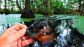 Fishing the Deep Swamp for pretty Bluegills!