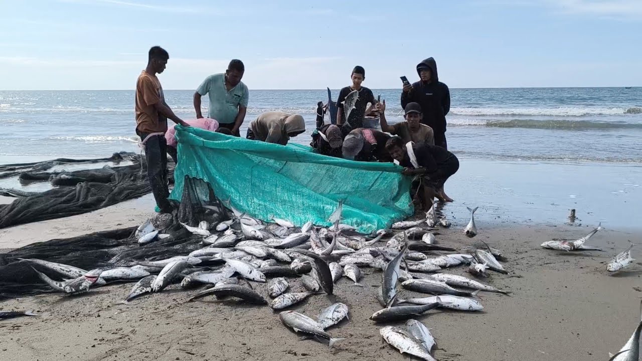 The Most Amazing Beach Trawl Nets, Catching a Lot of Fish With a Beach ...