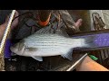 20+ inch hybrid on ultralight! #fishing #kayakangler #kayakfishing #kayak #trollingfishing