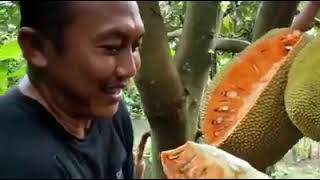 NANGKA MERAH AGRO BANYUWANGI
