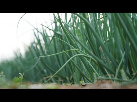 Видео: Что такое хлопковая корневая гниль моркови – узнайте о моркови с хлопковой корневой гнилью