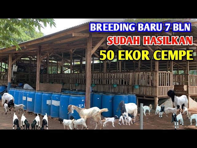 Breeding Baru 7 Bulan Panen Cempe, 20 Indukan Beranak serentak class=