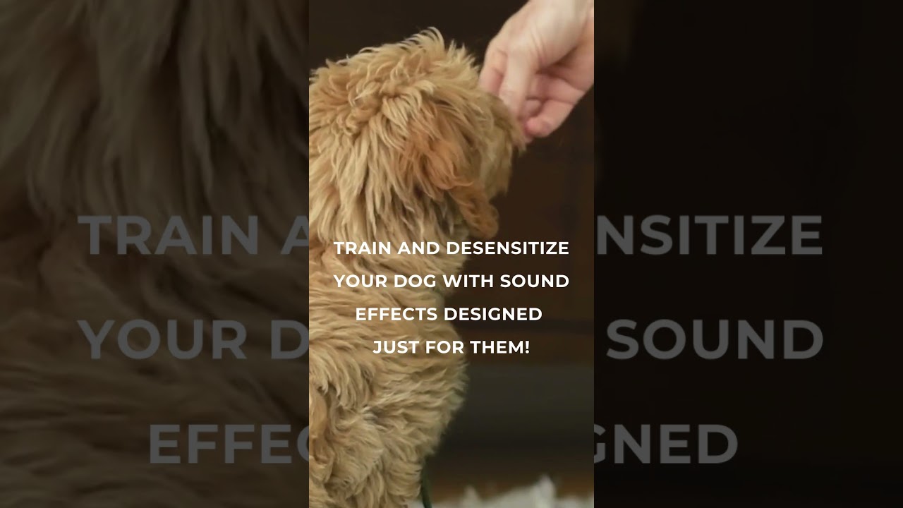Train Your Dog to Stay Calm with Sound Desensitization! 🐾 | Dog Training Tips 