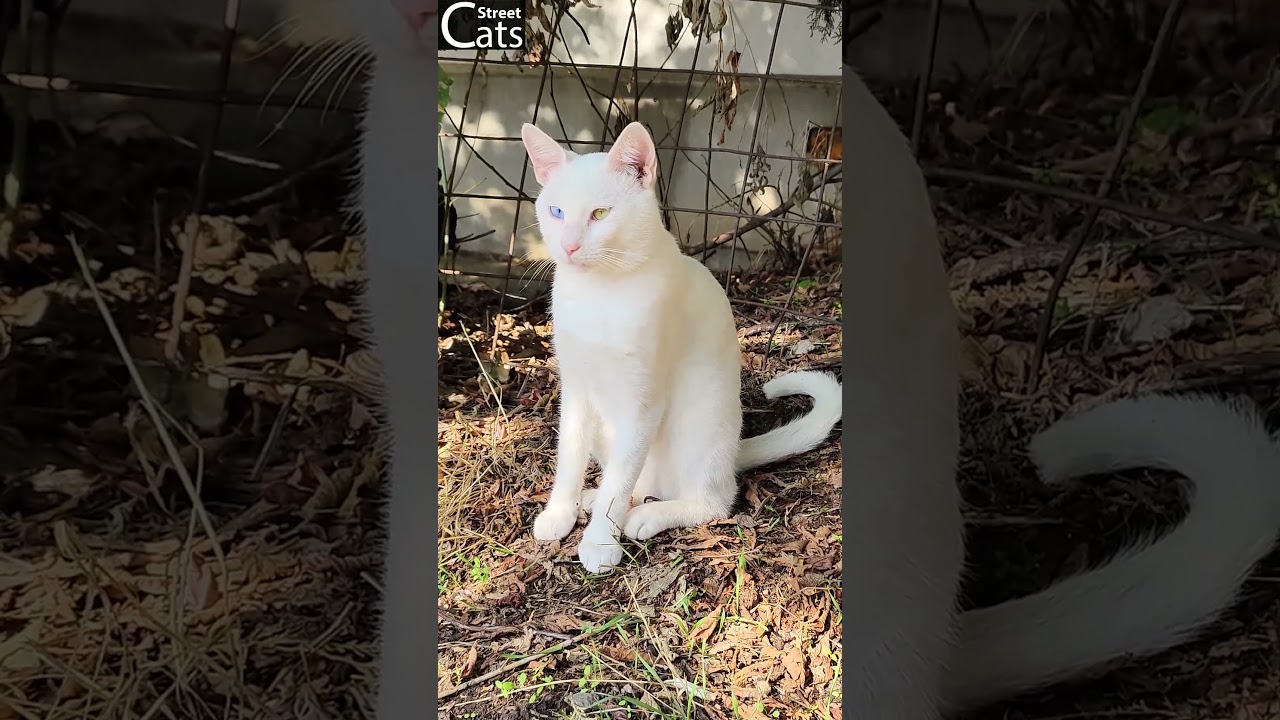 White Cat With Blue And Green Eyes