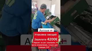 Пишите+ в комментариях подробнее о работе в телеграмме силка в профиле #работа #заработок